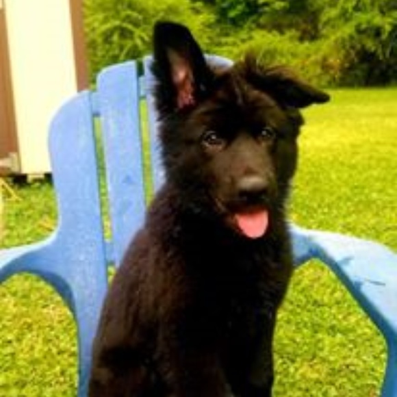 Meet your Posher, Priscilla - Picture 3 of 6